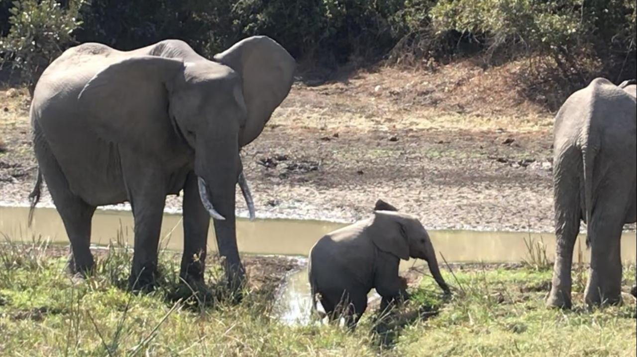 Marula Lodge Mfuwe Bagian luar foto