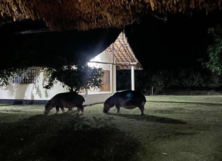 Marula Lodge Mfuwe Bagian luar foto