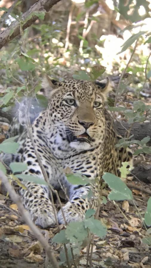 Marula Lodge Mfuwe Bagian luar foto
